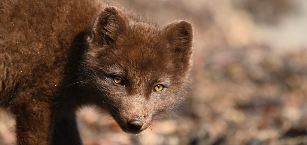 Hornstrandir Wildlife