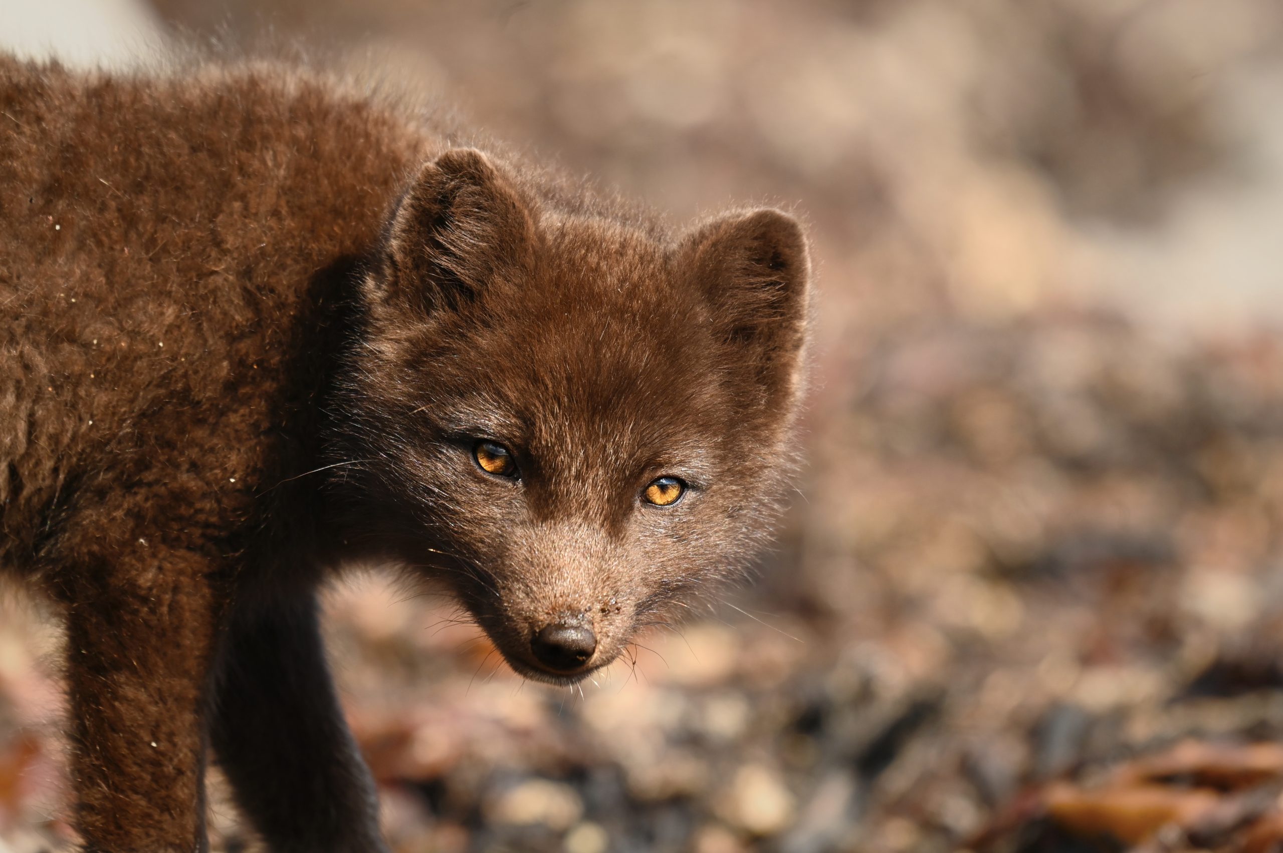 Hornstrandir Wildlife