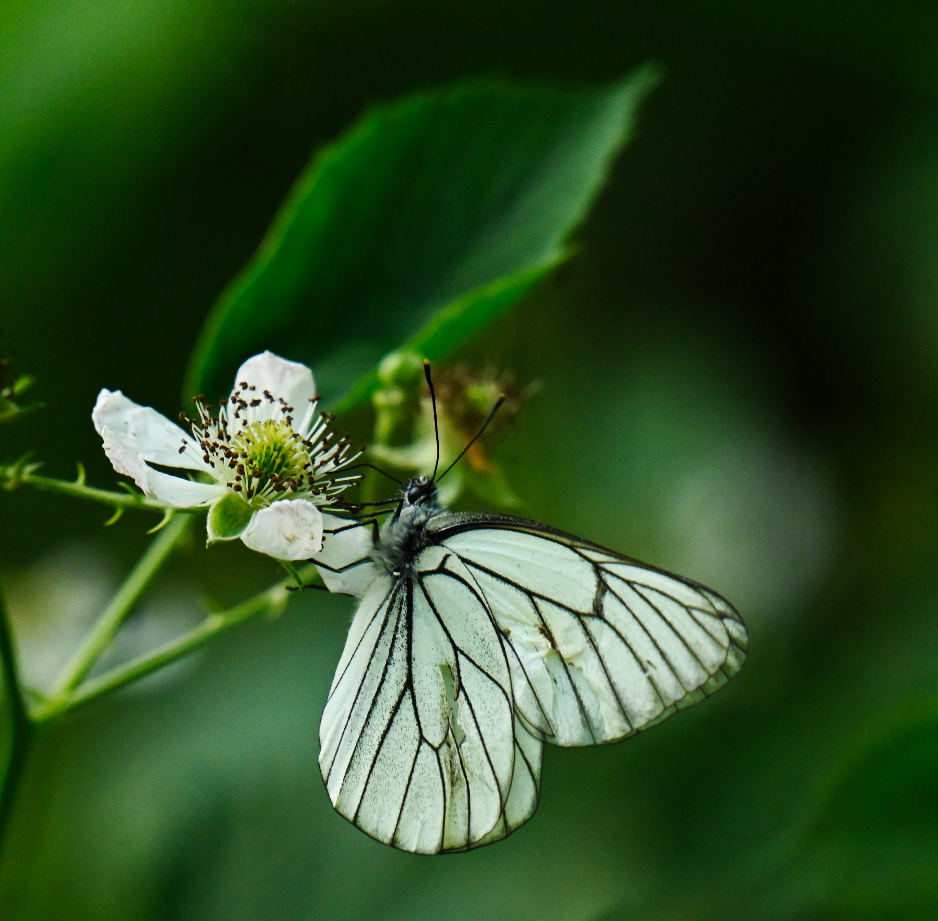 Wildlife Sammlung