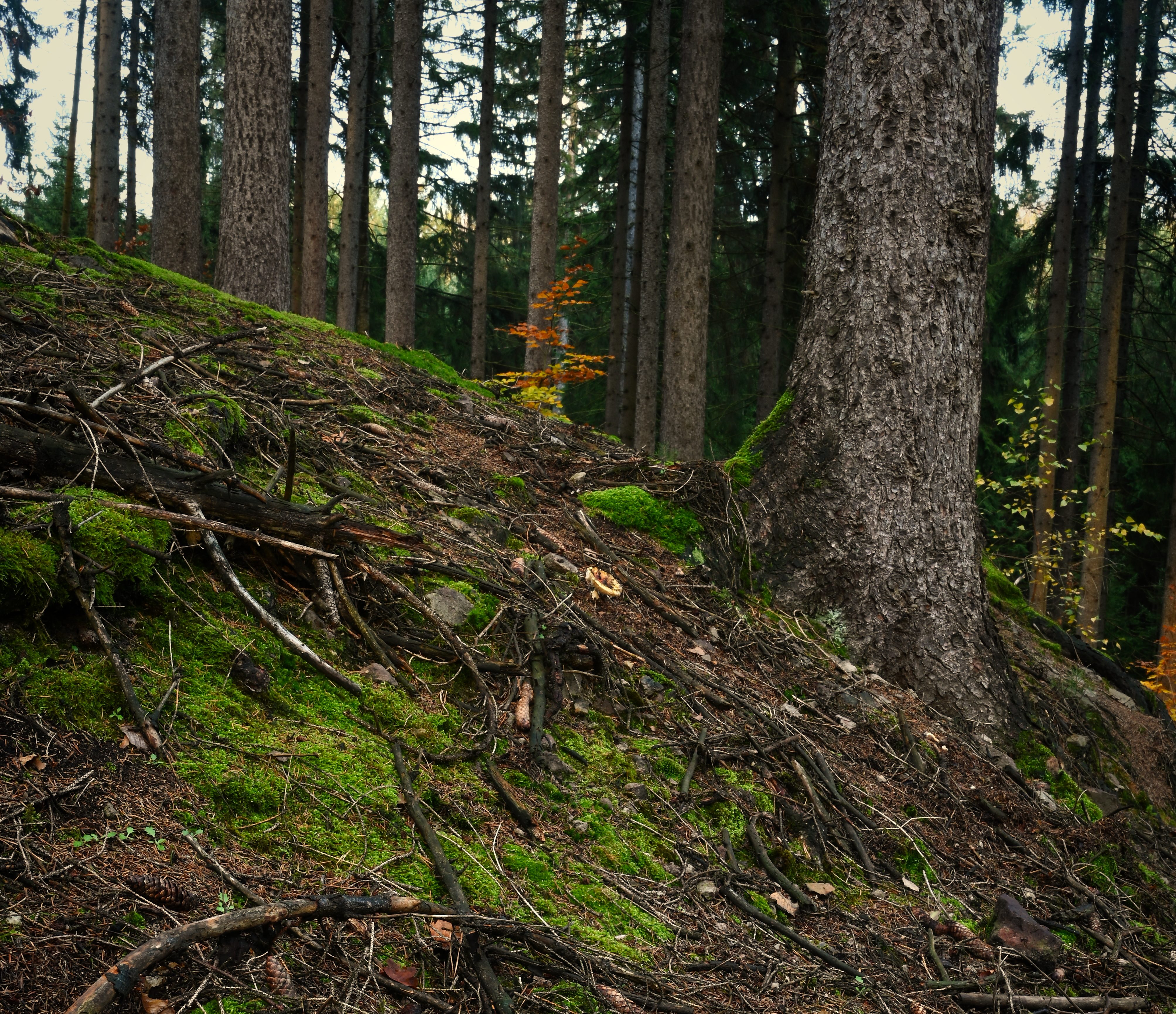 Tharandter Wald